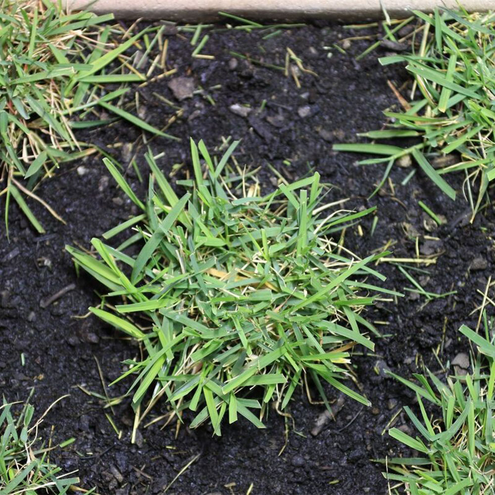 Zoysia Fide