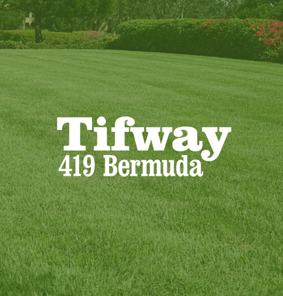 Bermuda Grass