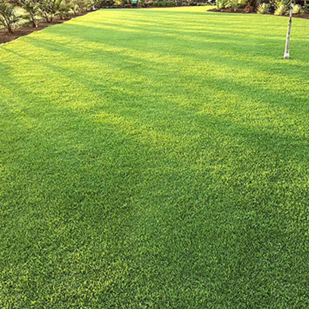 Paspalum Çimi